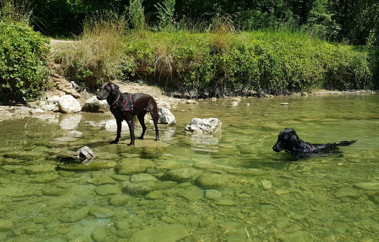 Les cyanobactéries prolifèrent en été surtout pendant les grosses chaleurs.
