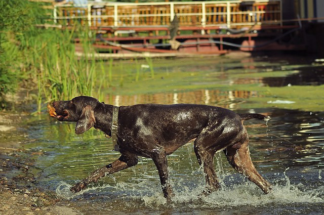 Les Leptospires sont présentes dans l'eau stagnante