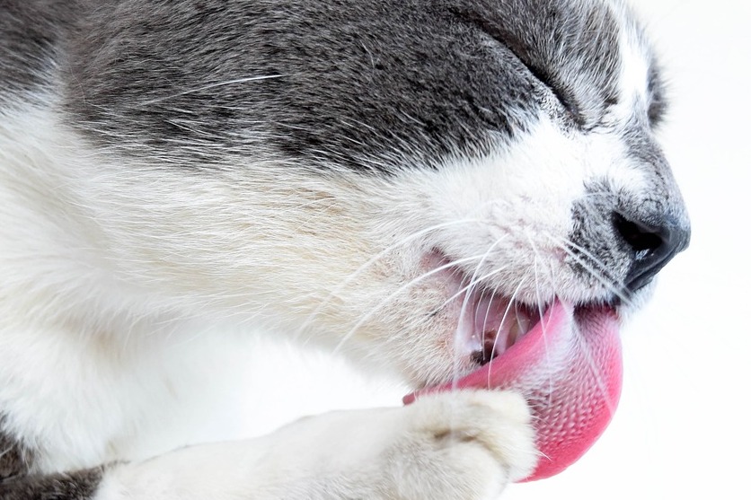 Les Boules De Poils Chez Le Chat Clinique Veterinaire Des Coquelicots