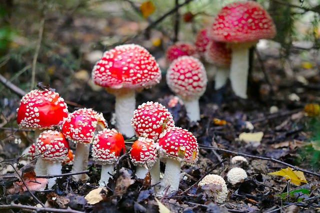 fly-agaric-4511478_640.jpg