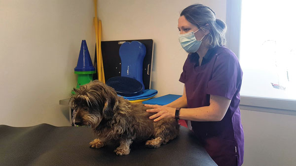 Veterinaire-lagnieu-physiotherapie-1.jpg